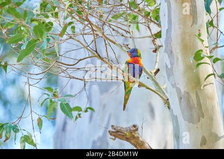 Alle Farben lory oder Wedge-tailed Lorikeet (Trichoglossus haematodus) in einem Wald am Kieselstrand, Murramarang-Nationalpark, Sit, victoria, australien Stockfoto