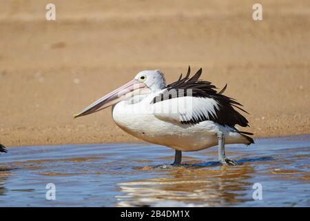 Afrikanischer Pelikan (Pelecanus conspicillatus), Wasser, Wandern, Nahaufnahme, New South Wales, Australien Stockfoto