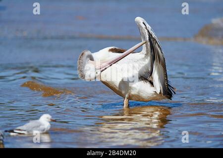 Afrikanischer Pelikan (Pelecanus conspicillatus), Wasser, Pinsel, Nahaufnahme, New South Wales, Australien Stockfoto