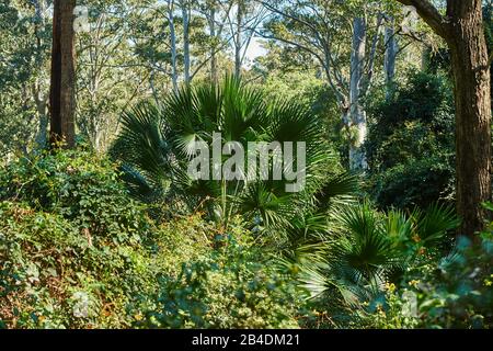 Eukalyptuswald (Eucalyptus Ranges) mit australischer Regenschirmpalme (Livistona australis) im Frühjahr im Murramarang-Nationalpark, New South Wales, Australien Stockfoto