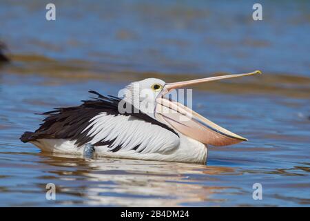 Afrikanischer Pelikan (Pelecanus conspicillatus), Wasser, Schwimmen, Nahaufnahme, New South Wales, Australien Stockfoto