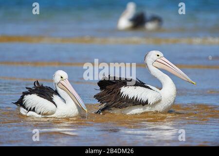 Afrikanische Pelikane (Pelecanus conspicillatus), Wasser, seitlich, Schwimmen, Nahaufnahme, New South Wales, Australien Stockfoto