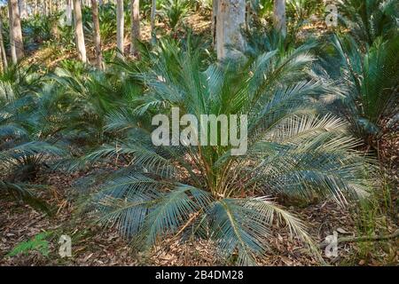 Eukalyptuswald (Eucalyptus Ranges) mit Palmenfarnen (Macrozamia macdonnellii) im Frühjahr im Murramarang-Nationalpark, New South Wales, Australien Stockfoto