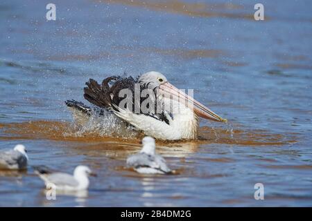 Afrikanischer Pelikan (Pelecanus conspicillatus), Wasser, Pinsel, Nahaufnahme, New South Wales, Australien Stockfoto