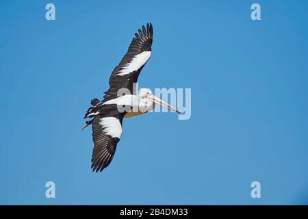 Afrikanischer Pelikan (Pelecanus conspicillatus), fliegend, Nahaufnahme, New South Wales, Australien Stockfoto