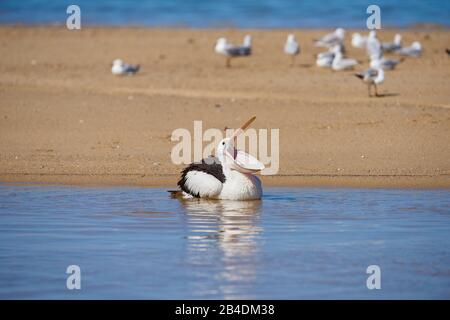 Afrikanischer Pelikan (Pelecanus conspicillatus), Wasser, Schwimmen, Nahaufnahme, New South Wales, Australien Stockfoto