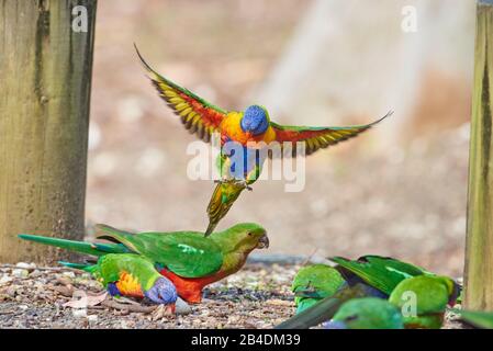 All-color lory oder Wedge-tailed Lorikeet (Trichoglossus haematodus) in einem Wald am Kieselstrand, Murramarang-Nationalpark, Flying, Victoria, Australien Stockfoto