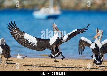 Afrikanischer Pelikan (Pelecanus conspicillatus), Wasser, Landung, Nahaufnahme, New South Wales, Australien Stockfoto