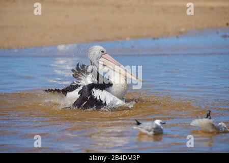 Afrikanischer Pelikan (Pelecanus conspicillatus), Wasser, Pinsel, Nahaufnahme, New South Wales, Australien Stockfoto