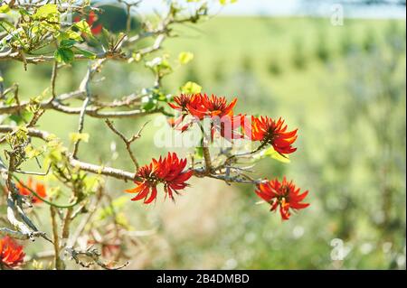 Korallenbaum (Erythrina Ã-sykesii), blühend, New South Wales, Australien, Oceania Stockfoto