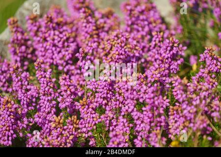 Ährenheide, Siebenbürgisch, Erica spiculifolia, blüht auf dem Jakobsweg auf dem Berg jaizkibel, Baskenland, Spanien Stockfoto