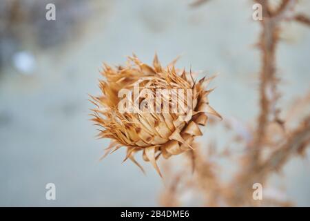 Illyrische Eselsthistle, Onopordum illyricum, ausgetrocknet, Crete, Griechenland Stockfoto