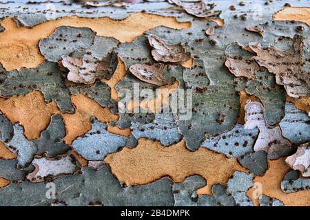 Eine Nahansicht eines Lace Elm Baumzweigs zeigt bunte abblätternde Rinde und abstrakte Muster. Stockfoto
