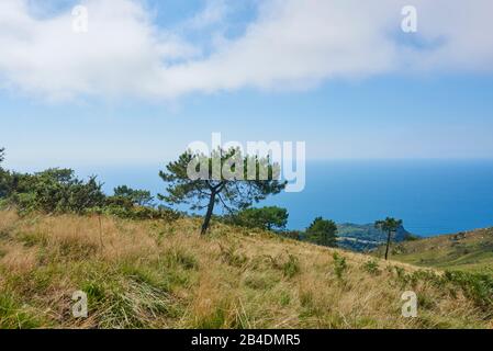 Landschaft, Schwarze Kiefer, Pinus nigra, an einem Hang auf dem Berg Jizkibel auf dem Weg des heiligen jakobus, Baskenland, Spanien Stockfoto