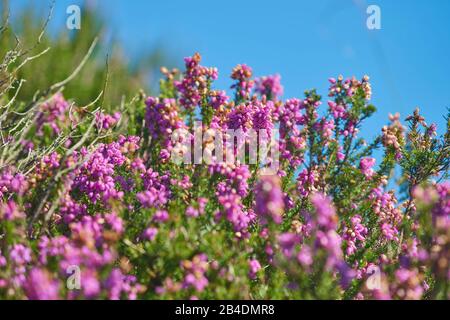 Ährenheide, Siebenbürgisch, Erica spiculifolia, blüht auf dem Jakobsweg auf dem Berg jaizkibel, Baskenland, Spanien Stockfoto