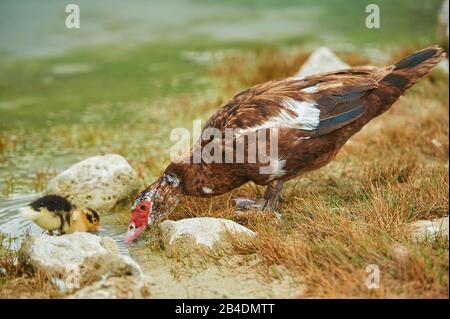 Moschusente mit Küken, Cairina moschata, seitwärts trinken, Crete, Griechenland Stockfoto