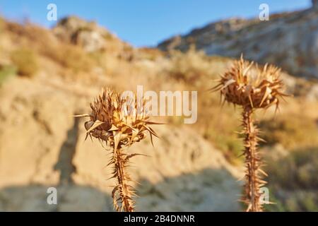 Illyrische Eselsthistle, Onopordum illyricum, ausgetrocknet, Crete, Griechenland Stockfoto