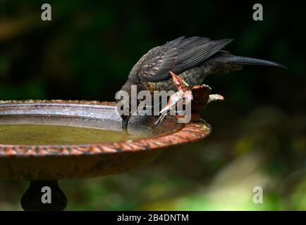 Starling (Sturnus vulgaris), getrunken aus Vogelbecken, Stuttgart, Baden-Württemberg, Deutschland Stockfoto