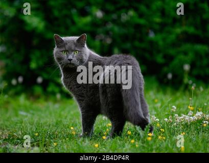 Russian Blue, Cat, Stuttgart, Baden-Württemberg, Deutschland Stockfoto