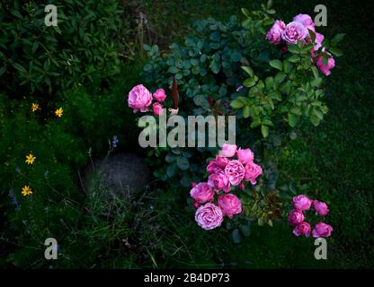 Rosen-Busch, Rosa Rose (Rosa sp.) Und Mädchen- oder Messhaarige (Coreopsis spec.), Baden-Württemberg, Deutschland Stockfoto