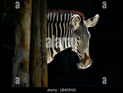 Grevys Zebra (Equus grevyi), gefangen, blickt hinter Baumstamm, Baden-Württemberg, Deutschland, hervor Stockfoto