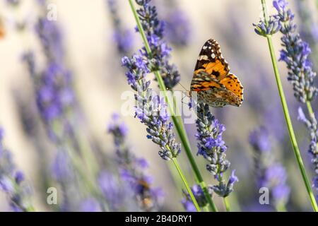 Pescoluse, Salve, Provinz Lecce, Salento, Apulien, Italien, Europa. Der kleine Fuchs (Aglais urticae) auf einem Lavendelbusch (Lavandula) Stockfoto