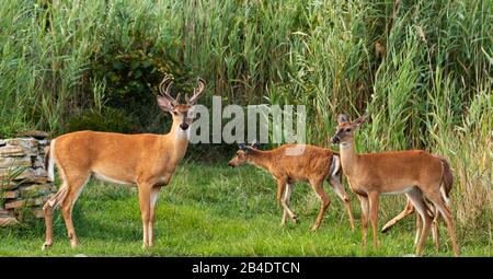 Ein paar Rehe tauchen aus dem hohen Gras auf, die nach Nahrung suchen, als die Sonne Mitte August auf Long Island auftaucht. Stockfoto