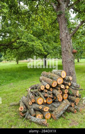 Deutschland, Baden-Württemberg, Altenriet, der abgefallene Pflaumenbaum im Sturm wird nun auf einem Haufen in kurze Stücke geschnitten. Stockfoto