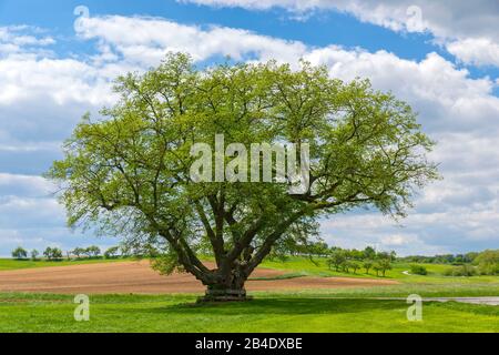Deutschland, Baden-Württemberg, Hildrizhausen, Oberlinde im Würmtal Stockfoto