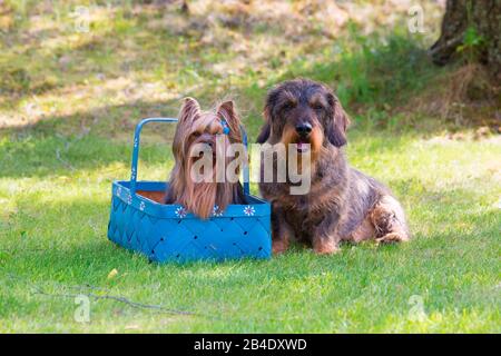 Yorkshire Terrier und Shaggy Dachshund, Sommerszene Stockfoto