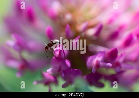 Nahaufnahme von Ant on Blossom of Red Clover Stockfoto