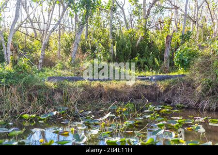 Alligatoren (Alligator mississippiensis), Sumpgebiet, Safari Park, Everglades-Nationalpark, Florida, USA, Nordamerika Stockfoto