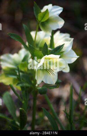 Die Einzelblüten einer Lenzrose oder der orientalischen Hellebore Helleborus orientalis über Nahaufnahme. Stockfoto