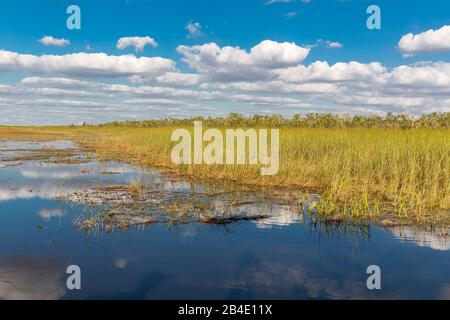 Sumpgebiet, Safari Park, Everglades-Nationalpark, Florida, USA, Nordamerika Stockfoto