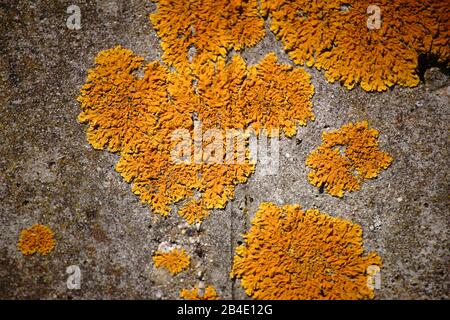 Die Makro-Nahaufnahme einer gelben Flechte auf einem konkreten Hintergrund. Stockfoto