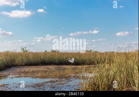 Silberreiher (Casmerodius albus), (Egretta alba) im Flug, Supfgebiet, Safari Park, Everglades-Nationalpark, Florida, USA, Nordamerika Stockfoto