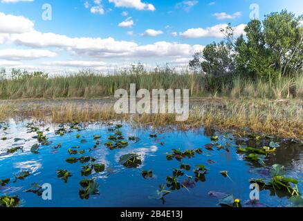 Wasserhyazinthen, (Eichhornia), Sumpfgebiet, Safari Park, Everglages-Nationalpark, Florida, USA, Nordamerika Stockfoto