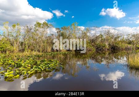 Üppige Vegetation mit Wasserhyazinthen, (Eichhornia), Sumpfgebiet, Safari Park, Everglades-Nationalpark, Florida, USA, Nordamerika Stockfoto