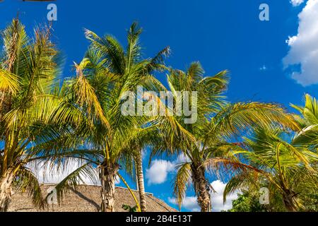 Palmen, Safari Park, Everglades-Nationalpark, Florida, USA, Nordamerika Stockfoto