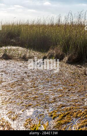 Alligator, (Alligator mississippiensis), Sumpgebiet, Safari Park, Everglades-Nationalpark, Florida, USA, Nordamerika Stockfoto