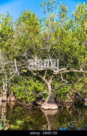 Üppige Vegetation, Sumpgebiet, Safari Park, Everglades-Nationalpark, Florida, USA, Nordamerika Stockfoto