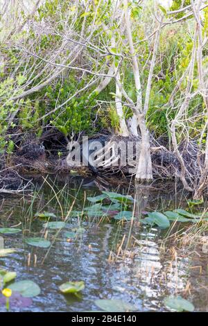 Alligator, (Alligator mississippiensis), Sumpgebiet, Safari Park, Everglades-Nationalpark, Florida, USA, Nordamerika Stockfoto