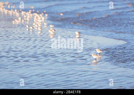 Europa, Deutschland, Niedersachsen, Otterndorf, Überwinterung Sanderlinge (Calidris alba) am Wasserrand im Wattenmeer, Stockfoto