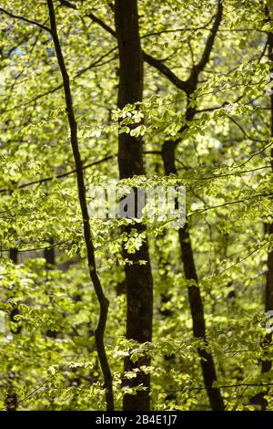 Europa, Deutschland, Niedersachsen, Wingst, Junge Buchen-Blätter im Wingster Wald, Stockfoto