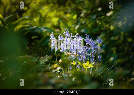 Europa, Deutschland, Niedersachsen, Otterndorf, blühendes Hasenglöckchen (Hyacinthoides non scripta) im Sonnenlicht, Stockfoto