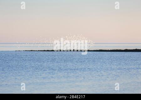 Europa, Deutschland, Niedersachsen, Otterndorf, EINE Überwinterungsschar Sanderlinge (Calidris alba) im Morgenflug über die Elbmündungsniederung, Hier zeigen die Vögel das weiße Gefieder ihrer Ventralseite, Stockfoto