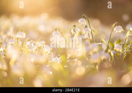 Europa, Deutschland, Niedersachsen, Otterndorf, Blühende Märzbecher im Abendlicht (Leucojum vernum), Stockfoto