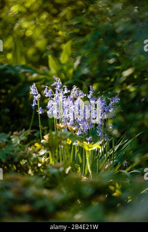 Europa, Deutschland, Niedersachsen, Otterndorf, blühendes Hasenglöckchen (Hyacinthoides non scripta) im Sonnenlicht, Stockfoto