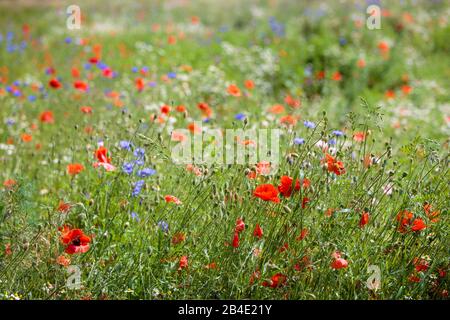 Europa, Deutschland, Niedersachsen, Ellerhoop, Klatschmohn, echte Kamille, Kornblumen und wilden Gräsern auf einer Wildblumenwiese am Arboretum, Stockfoto