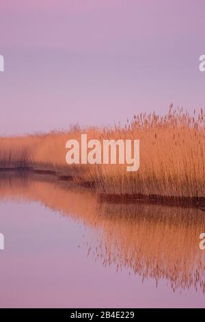 Europa, Deutschland, Niedersachsen, Otterndorf, Riparische Zone mit Schilf in der Dämmerung (Phragmites australis, Phragmites communis), Stockfoto